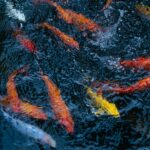 Aquariums & Biotopes à Orbe aquarium à orbe